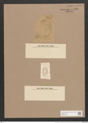 Navicula cluthensis var. minuta Cleve (de-Toni-Nr.: Genus 1, Species 468) Zeichnungen Sammlung Grunow Nr. 976 (NHMW-BOT-W0367483)